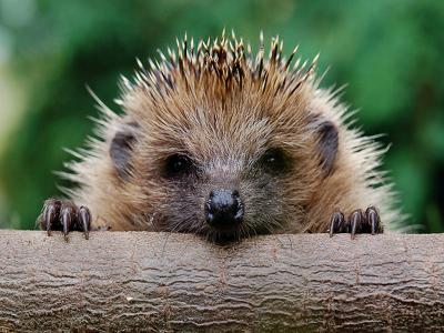 Clarity Lessons From a Hedgehog