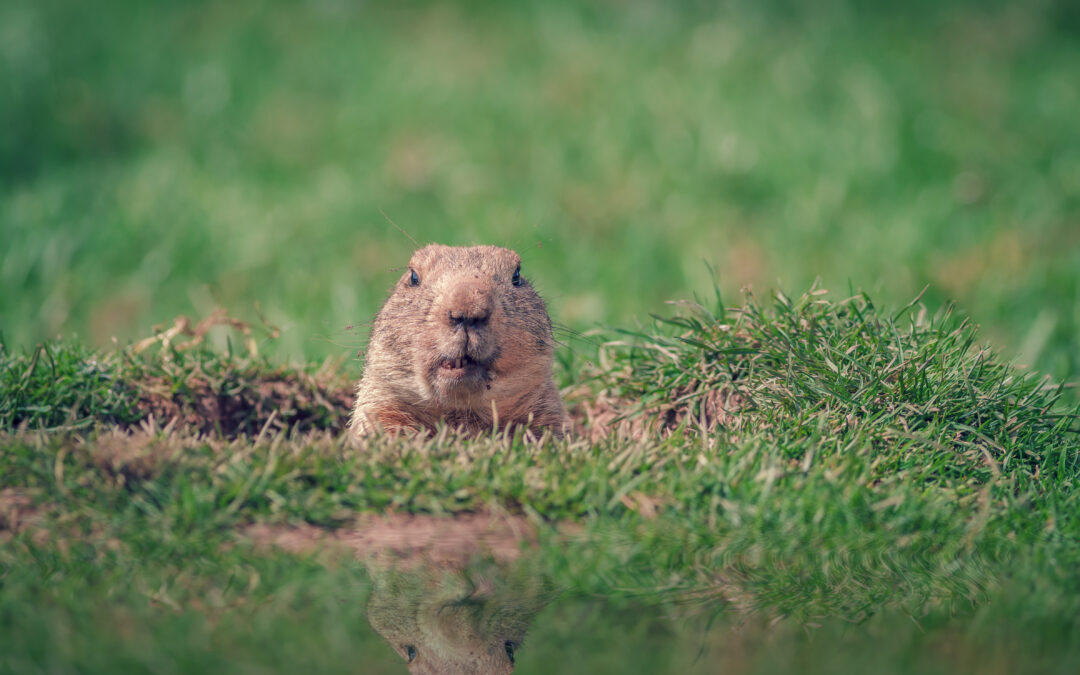 Can a Groundhog Teach You How to Better Navigate Change?